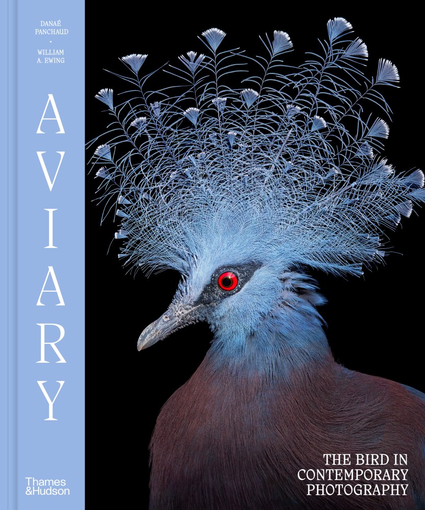 Aviary The Bird in Contemporary Photography