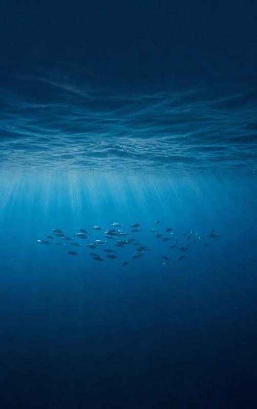 image for Alles over de Oceanen